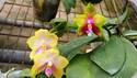 Phal. Zheng Min Hyacinth